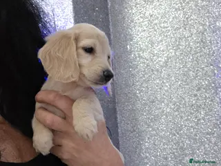 Miniature Dachshund dogs Cream Miniature long-haired Dachshund - Advert 5