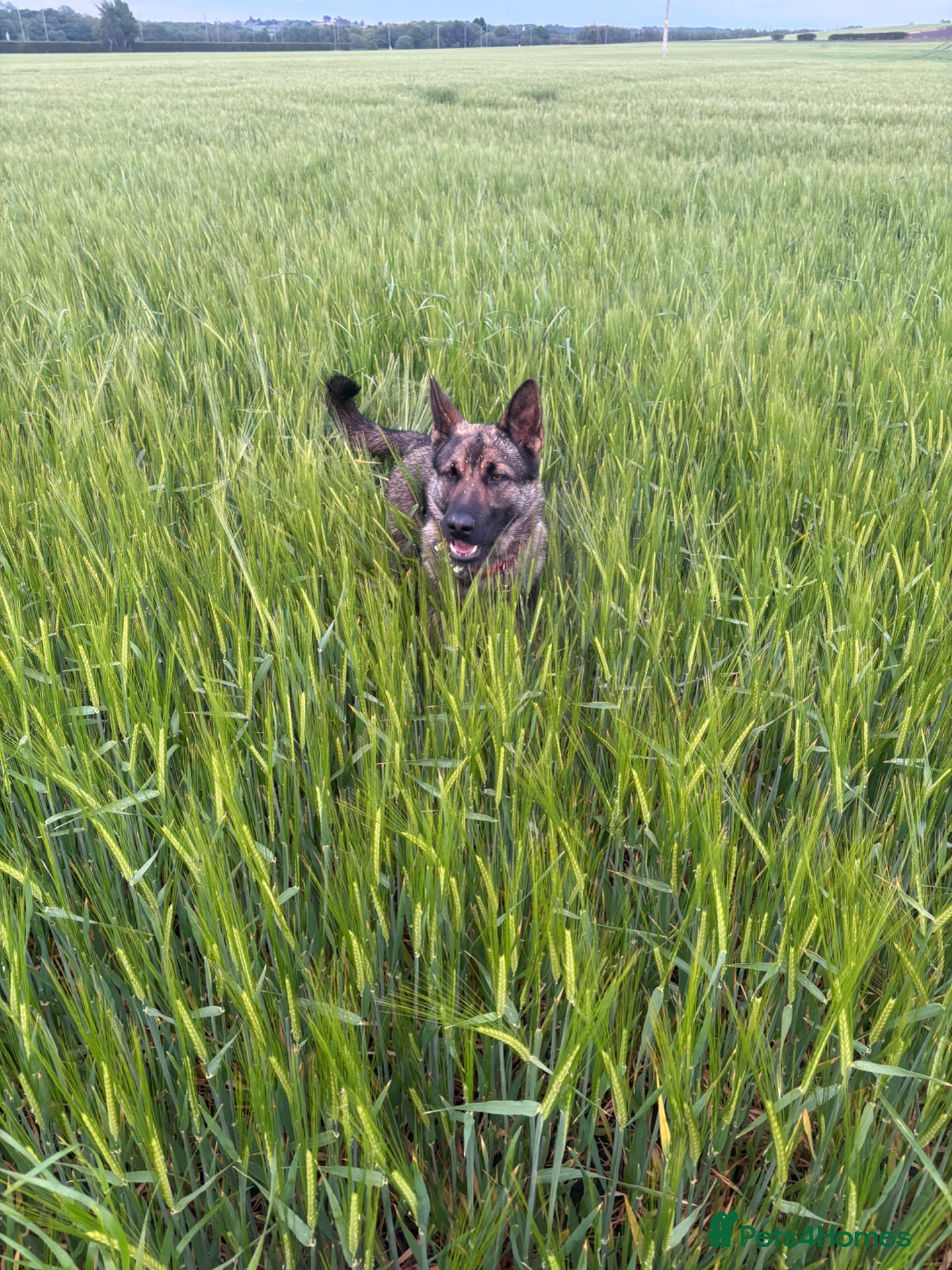 German Shepherd dogs Abbie - Advert 18