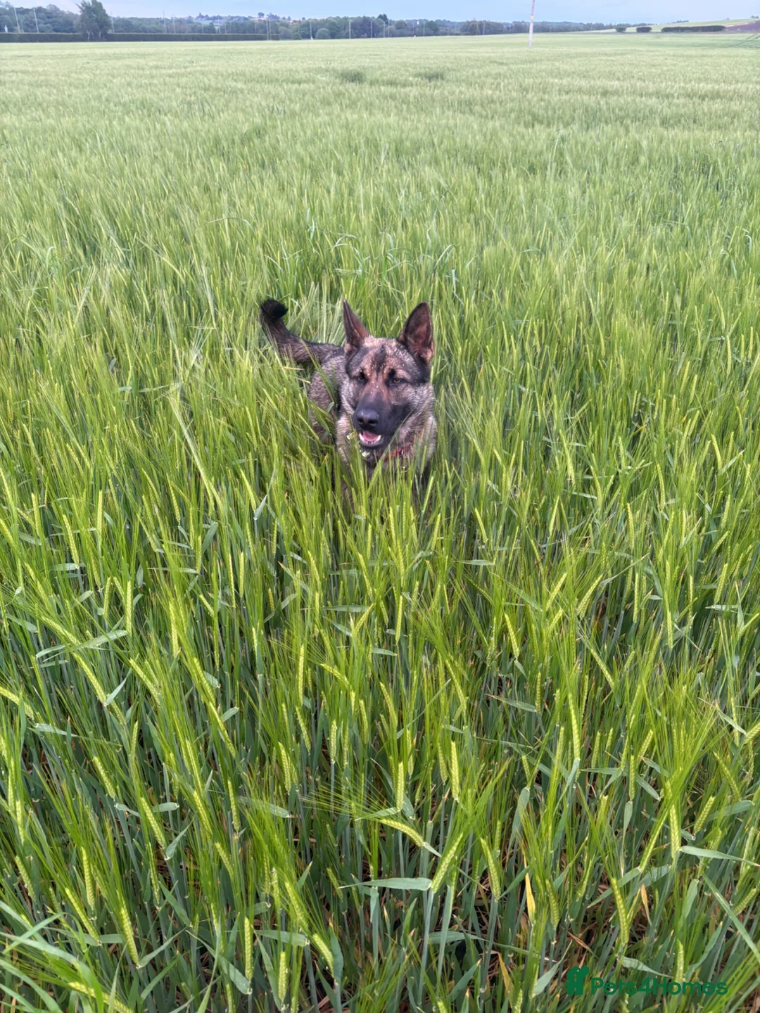 German Shepherd dogs for sale: Abbie in Saint Helens - Advert 1