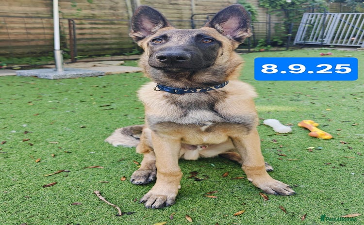 Belgian Shepherd Dog dogs in Newport - Advert 1