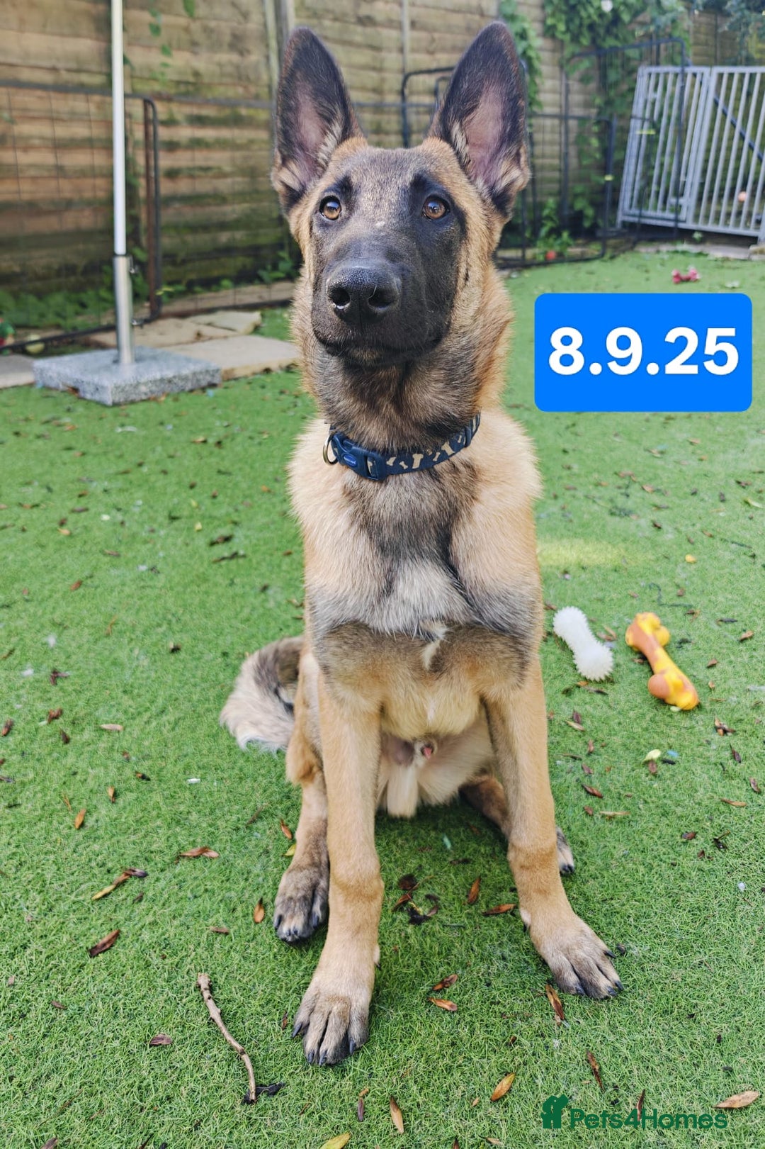 Belgian Shepherd Dog dogs for sale: KC Reg Belgian Shepherd Malinois pups for sale in Newport - Image 1