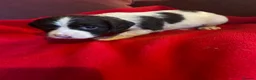 English Springer Spaniel dogs for sale: English springer spaniel puppies  in Steyning - Advert 12