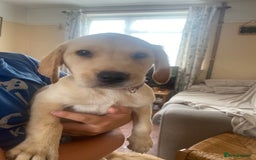 Labrador Retriever dogs for sale: Lovely Labrador puppies  - Image 31