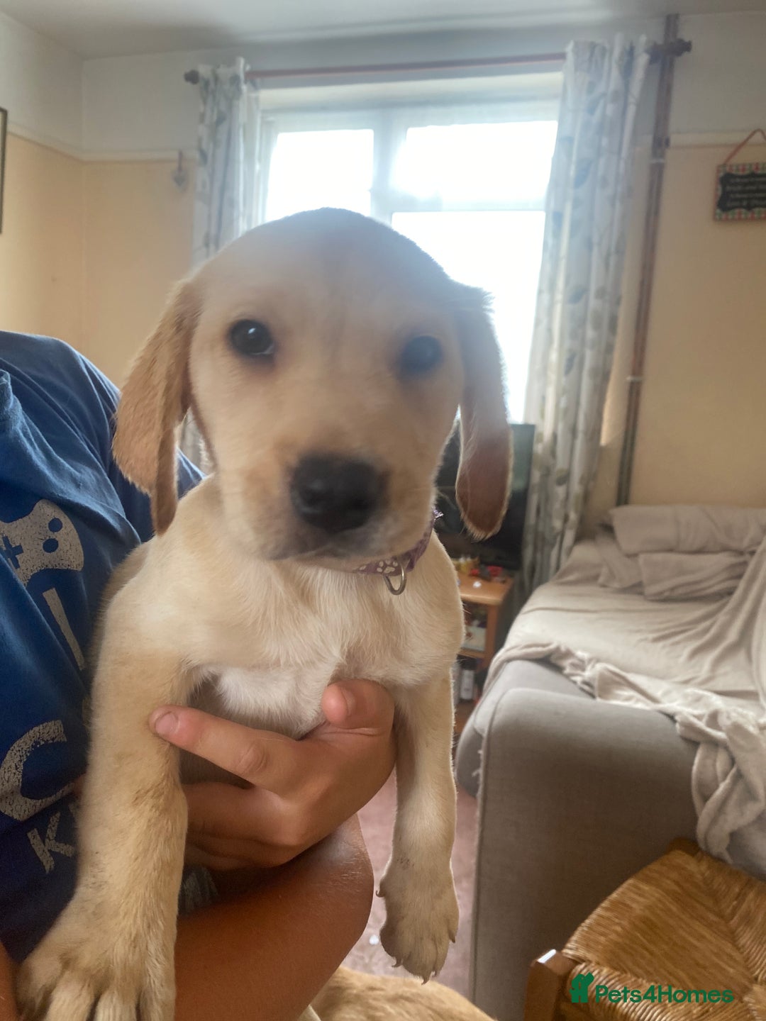 Labrador Retriever dogs for sale: Lovely Labrador puppies  - Image 31