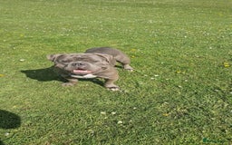 American Bully dogs for sale: American Pocket Bullys  - Image 3