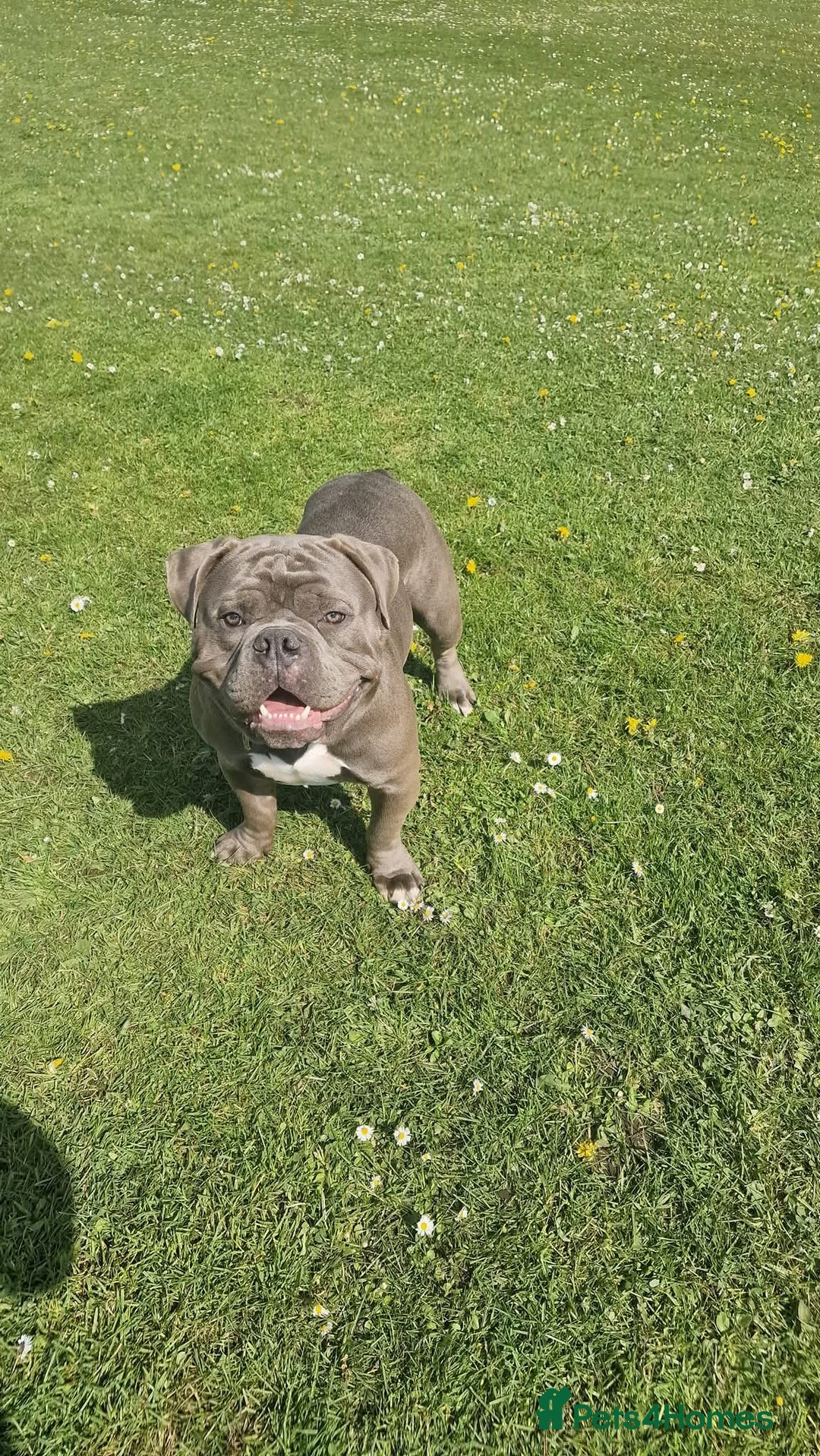American Bully dogs for sale: American Pocket Bullys  - Image 3