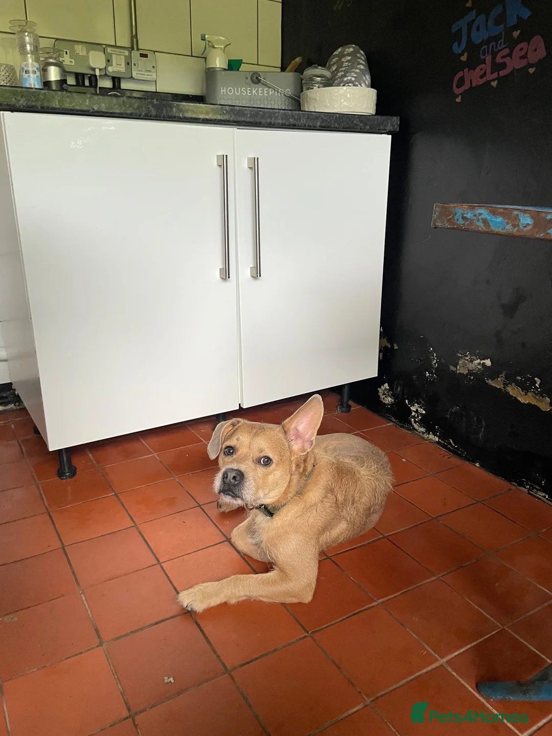 Mixed Breed dogs for sale: Bramble  - Advert 2