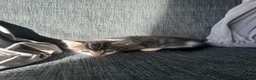 Mixed Breed cats for sale: 5 beautiful black tie/ ragdoll kittens for sale  - Advert 26