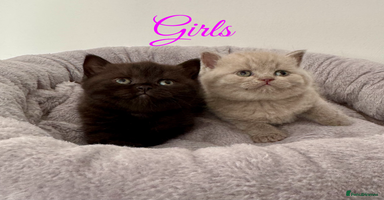 British Shorthair cats British shorthair kittens  - Advert 7