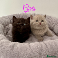British Shorthair cats British shorthair kittens - Advert 7