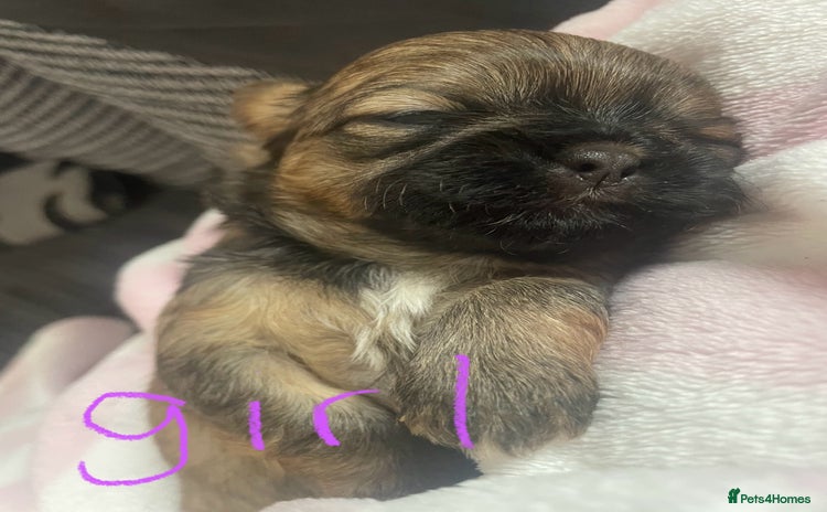 Shih Tzu dogs - Advert 13