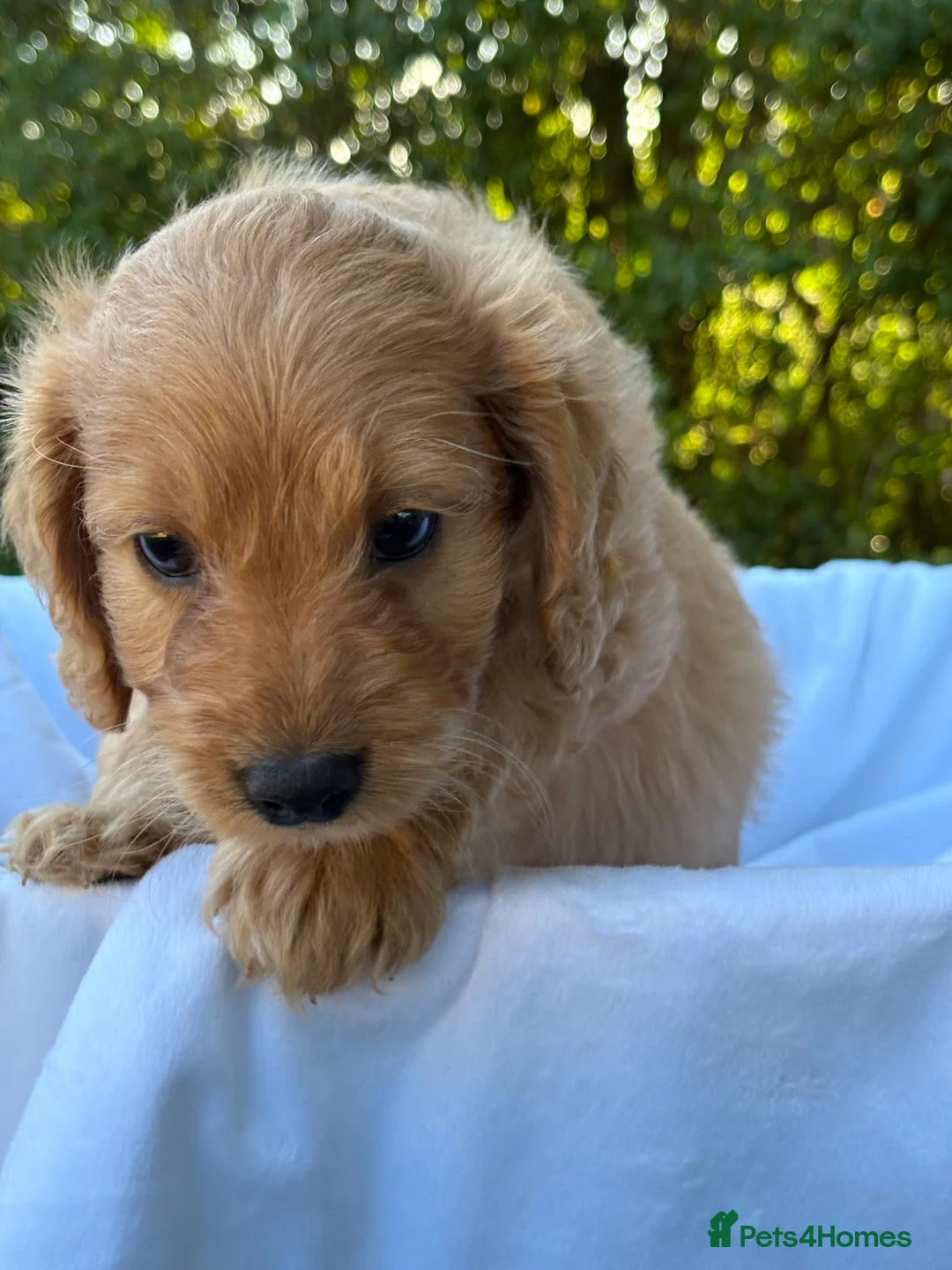 Cockapoo dogs for sale: F1 Cockapoos A Cocker Spaniel x Toy Poodle Mix - Advert 2