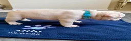 French Bulldog dogs for sale: Beautiful French Bulldog Puppies  - Advert 18