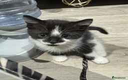 Mixed Breed cats for sale: Kittens  - Image 7