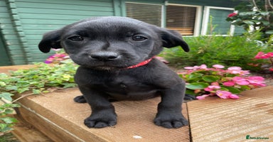 Labrador Retriever dogs - Advert 5