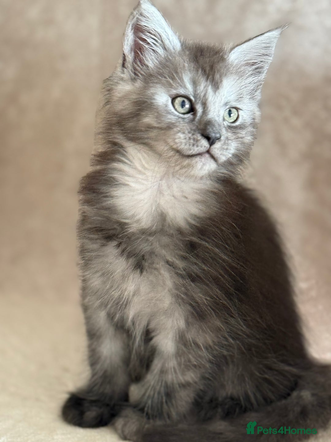 Maine Coon cats for sale: 🐾 100% GENUINE LARGE GCCF MAINE COON KITTENS - Image 13