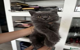 British Shorthair cats for sale: British short hair kittens - Image 18