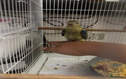 Parakeets birds for sale: Young female red rump  - Image 8