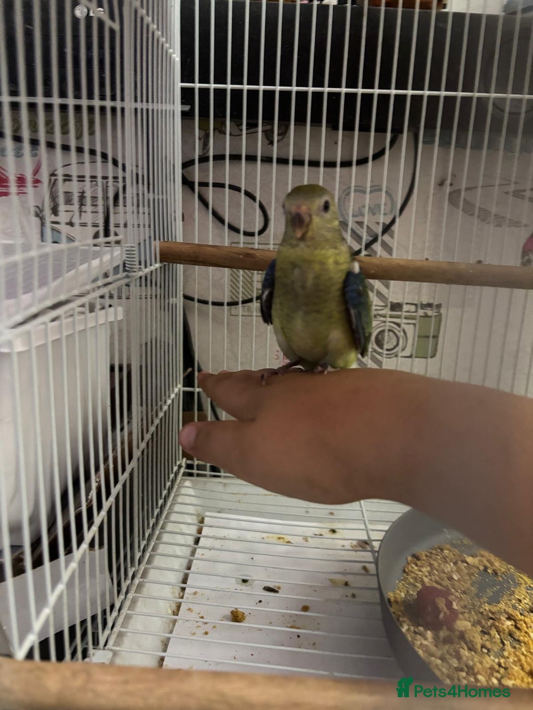 Parakeets birds for sale: Young female red rump  - Image 8