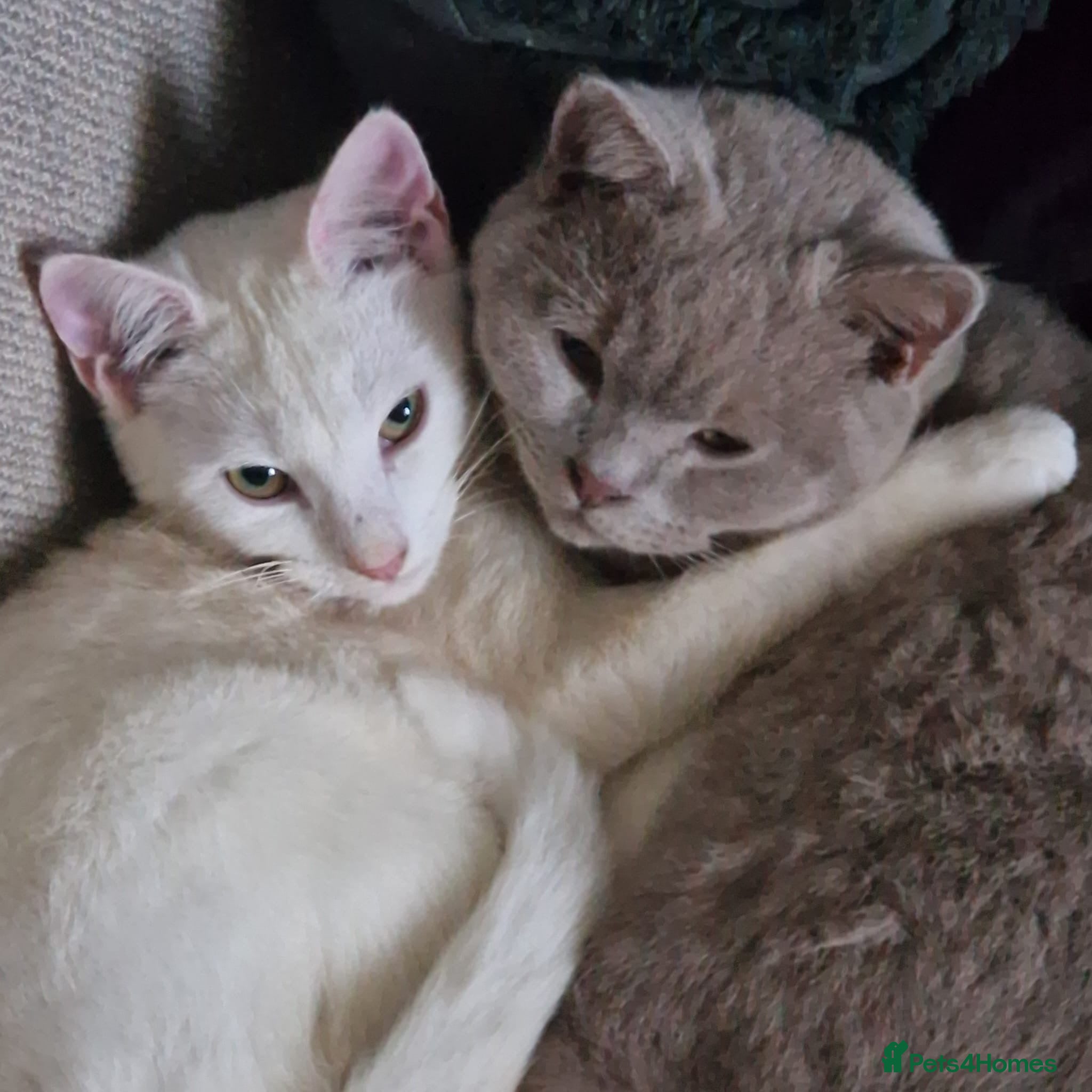 Mixed Breed cats 3 Kittens (2F 1M)   1/2 British shorthair  - Advert 8