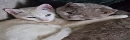 Mixed Breed cats for sale: 3 Kittens (2F 1M)   1/2 British shorthair  in Birmingham - Advert 1