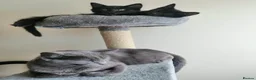 Mixed Breed cats for sale: ❤️Beautiful kittens❤️ - Advert 2
