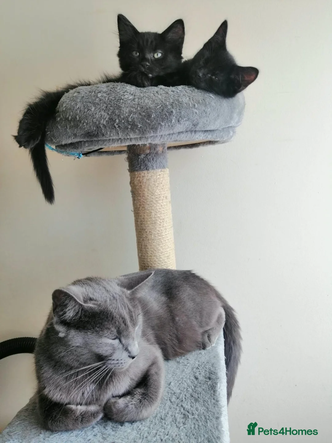 Mixed Breed cats for sale: ❤️Beautiful kittens❤️ - Advert 2
