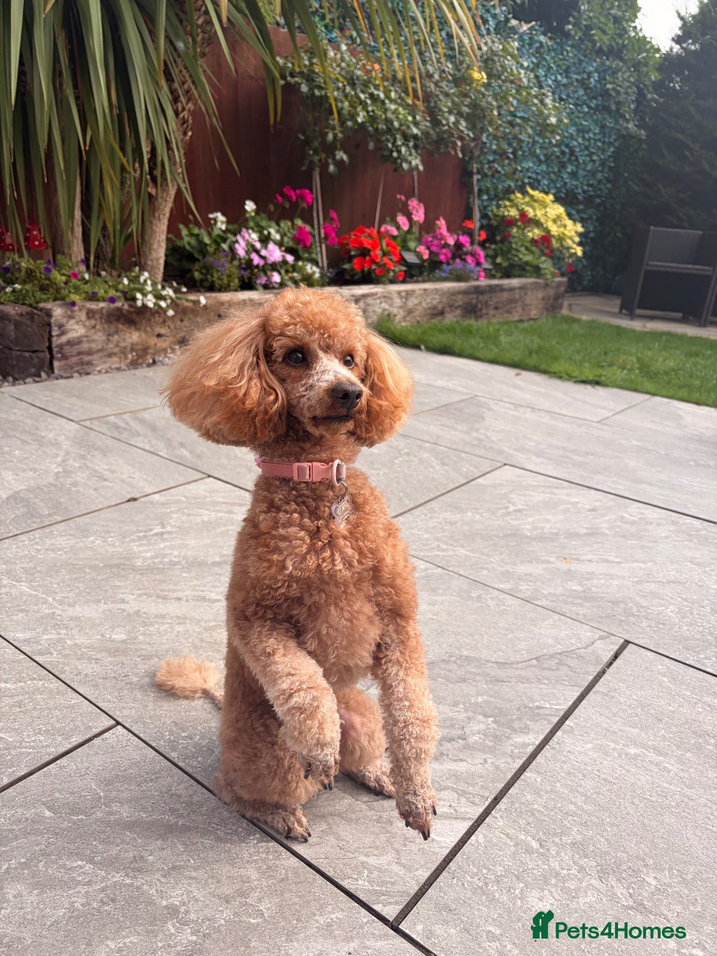 Toy Poodle dogs KC Registered Red Toy Poodle - Advert 2