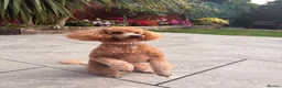 Toy Poodle dogs for sale: KC Registered Red Toy Poodle - Advert 2