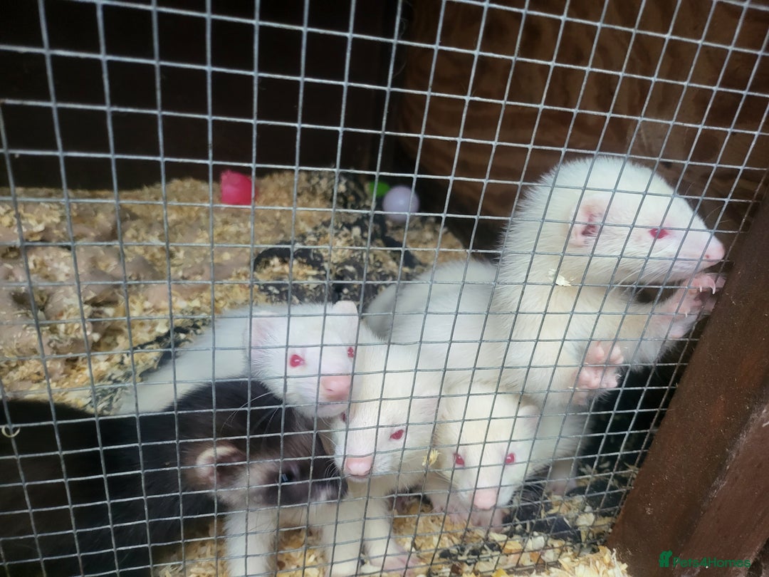 Ferret rodents for sale: Angora x working hobs - Image 6