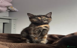 Mixed Breed cats for sale: Pair of bonded, tortoise shell, ragdoll kittens - Image 8