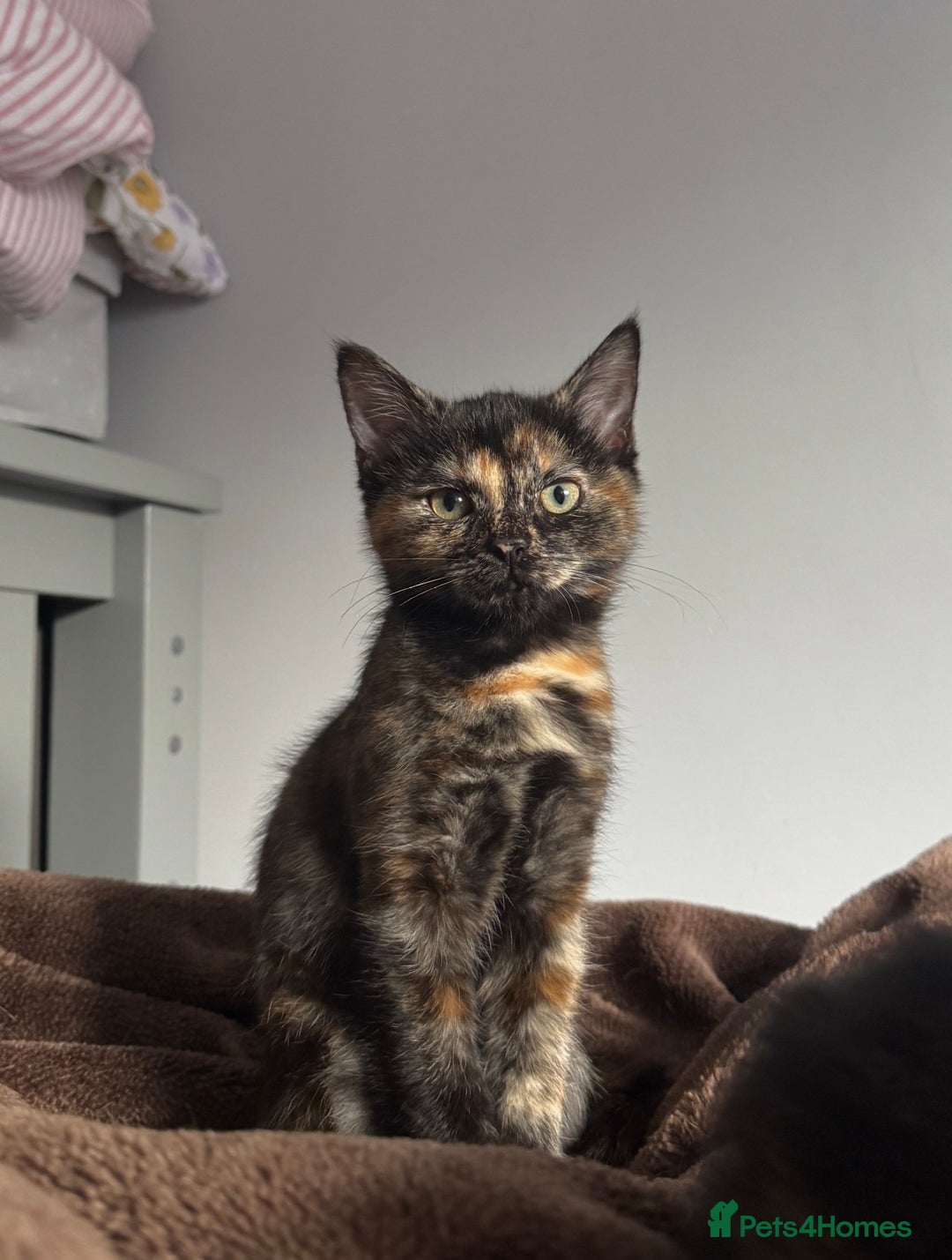 Mixed Breed cats for sale: Pair of bonded, tortoise shell, ragdoll kittens - Image 8