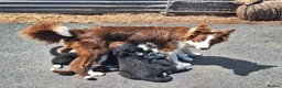 Border Collie dogs for sale: Beautiful fluffy Collie Pups for Sale - Advert 18