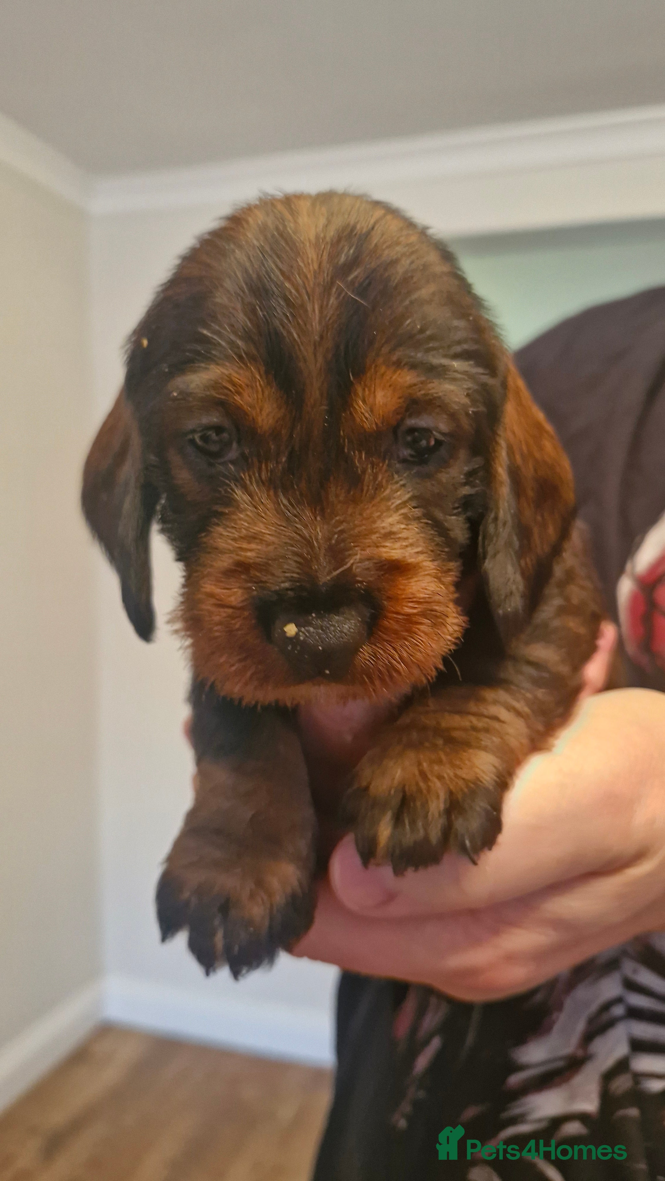 Dachshund dogs Standard Wirehaired Dachshund pups - Advert 2