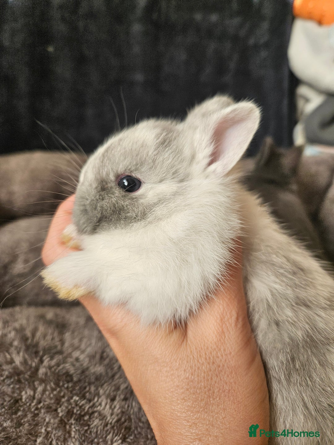 Netherland Dwarf rabbits for sale: Blue and Magpie boys - Advert 7