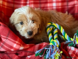 Cockapoo dogs Adorable cockapoo pups - Advert 3