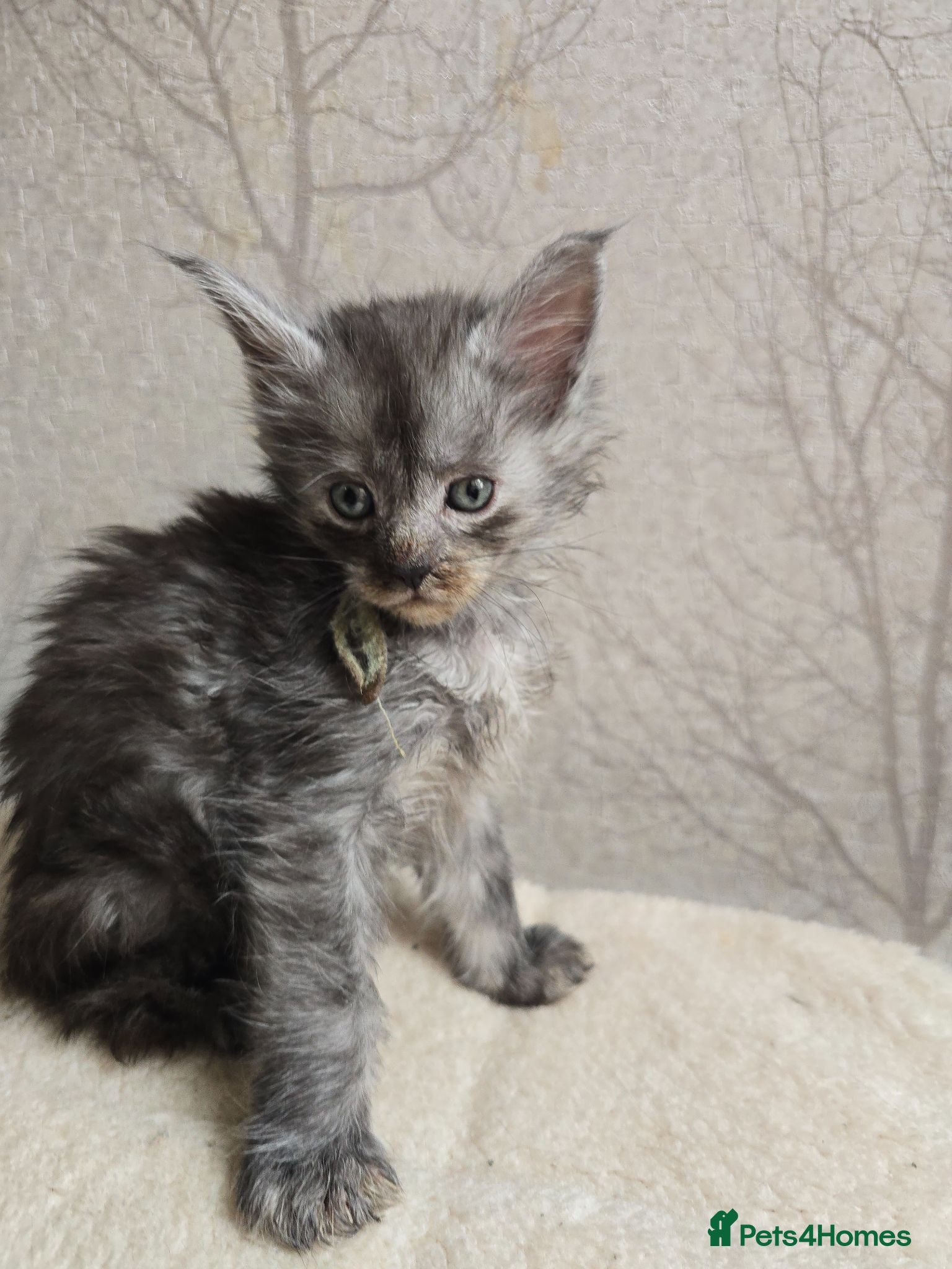 Maine Coon cats LAST BOY Maine Coon Kittens Russian/European lines - Advert 2