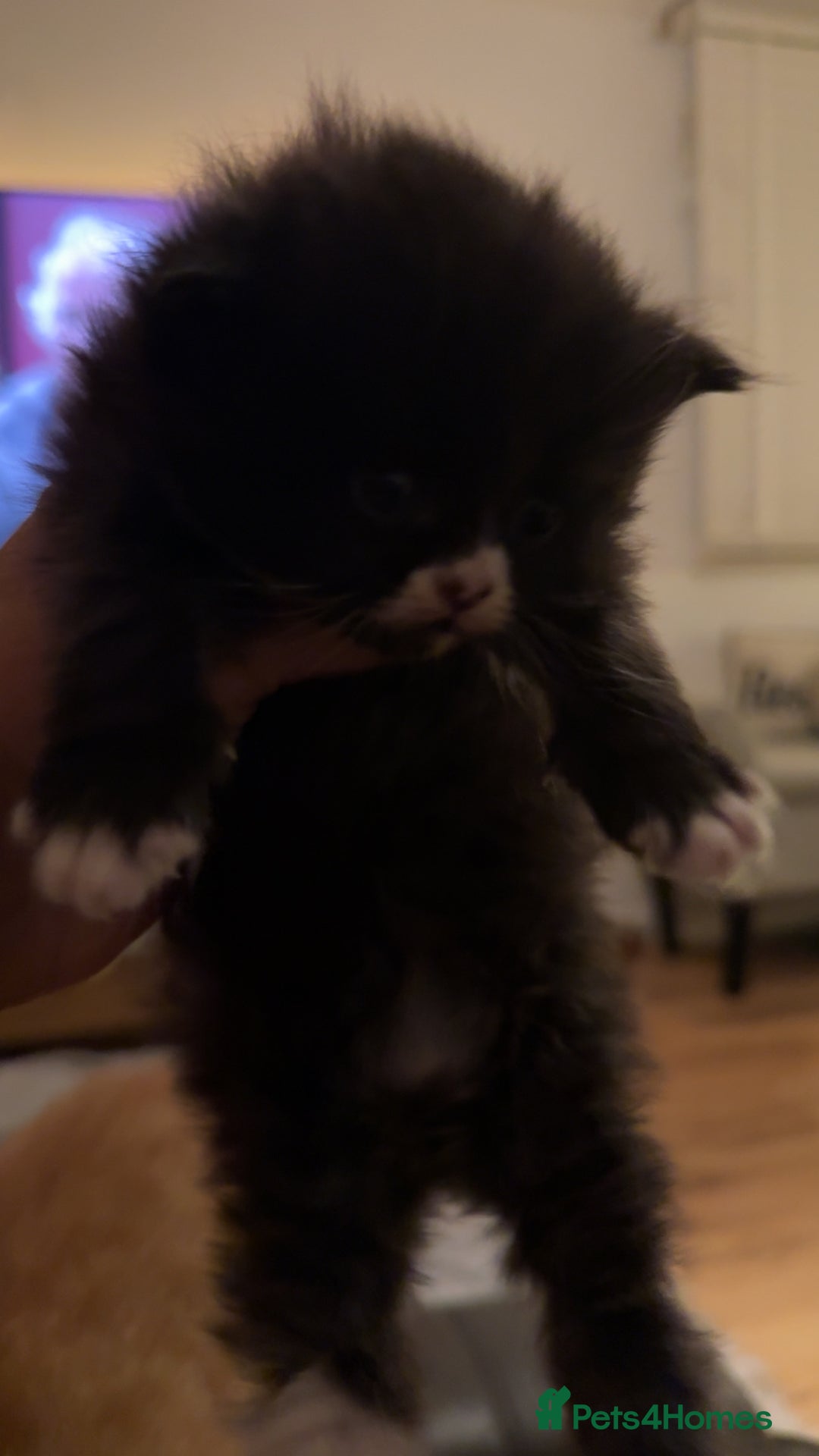 Persian cats for sale: Persian x - Image 9