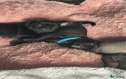 Pug dogs for sale: Pug puppies for sale  - Image 8