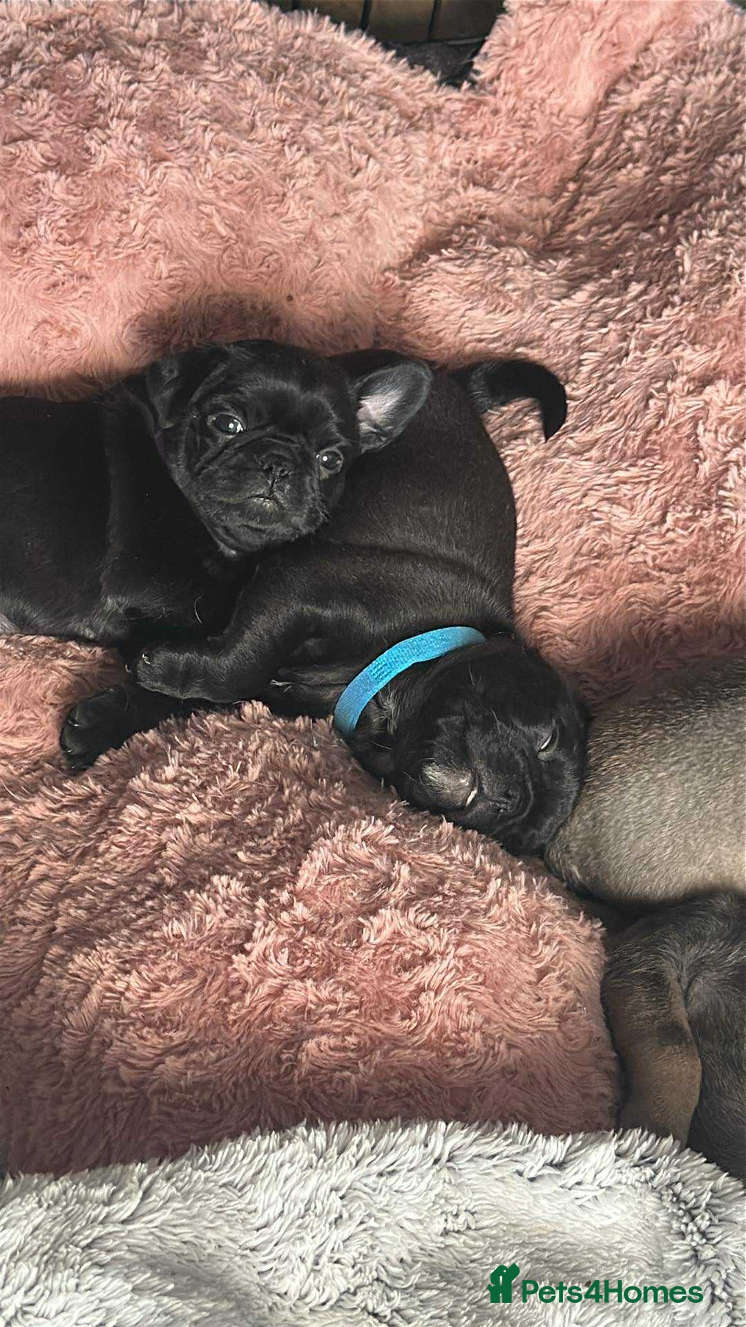 Pug dogs for sale: Pug puppies for sale  - Image 8