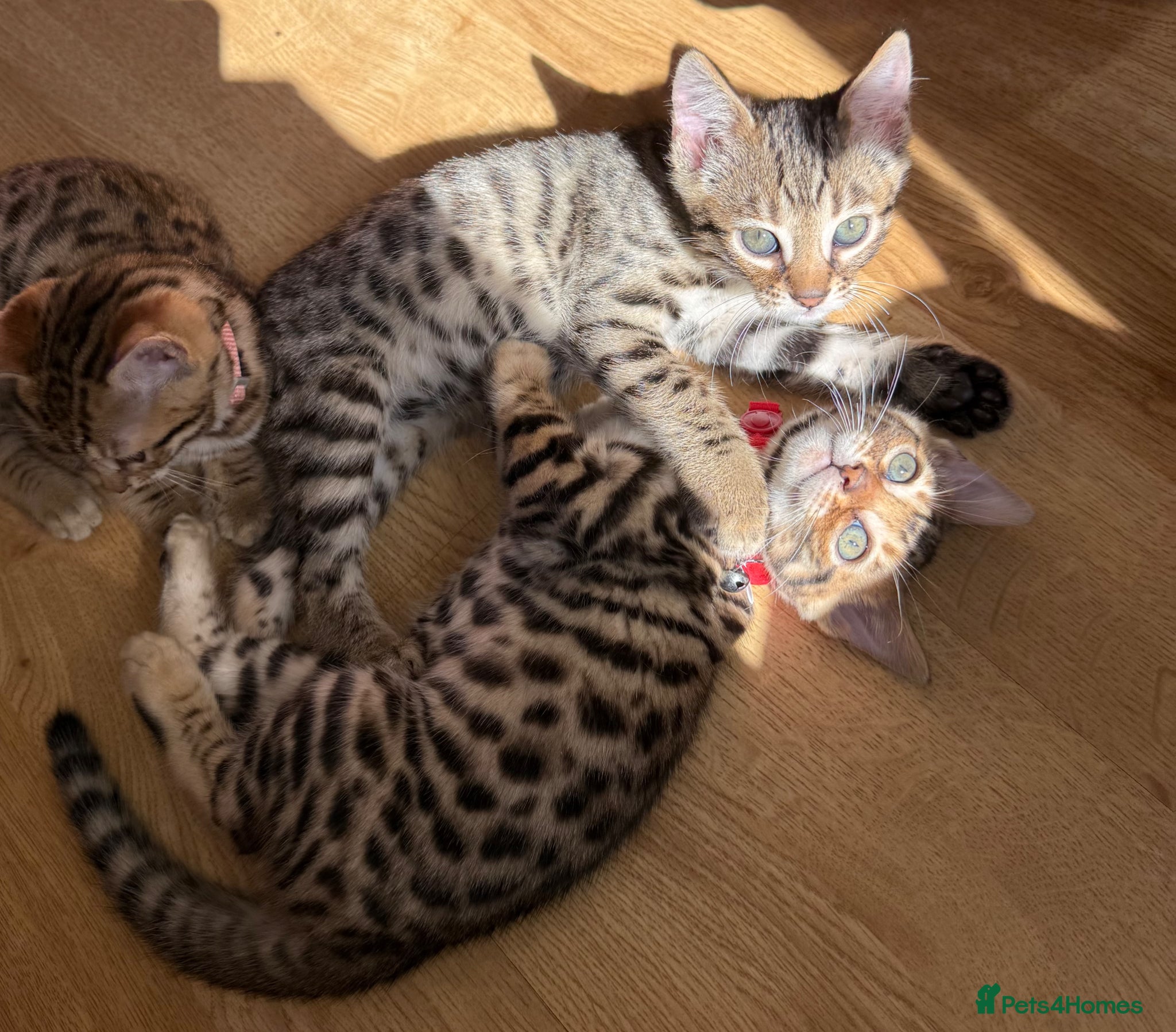 Bengal cats ONLY TWO Stunning✨GLITTER Coat✨Bengal kittens  - Advert 4