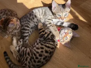 Bengal cats ONLY TWO Stunning✨GLITTER Coat✨Bengal kittens - Advert 14