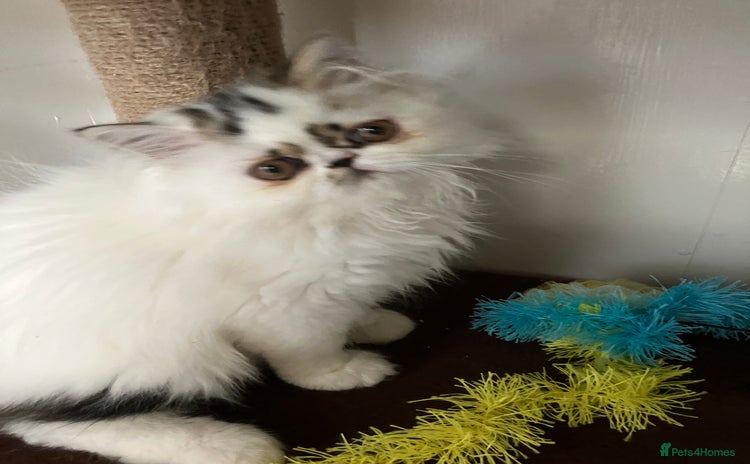 Persian cats - Advert 1