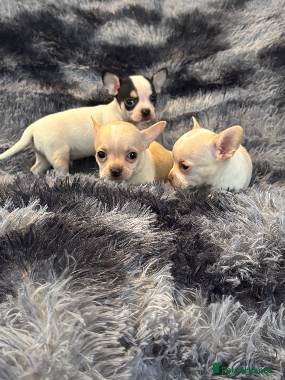 Chihuahua dogs for sale: Chihuahua puppy’s  - Image 18