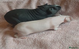Guinea Pig rodents for sale: Skinny pig female available. - Image 7