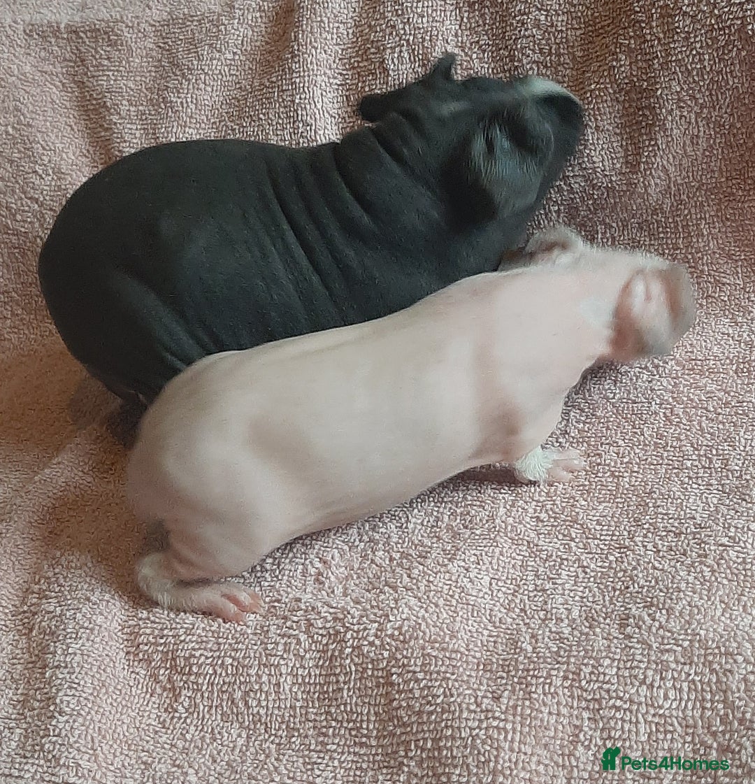 Guinea Pig rodents for sale: Skinny pig female available. - Image 7
