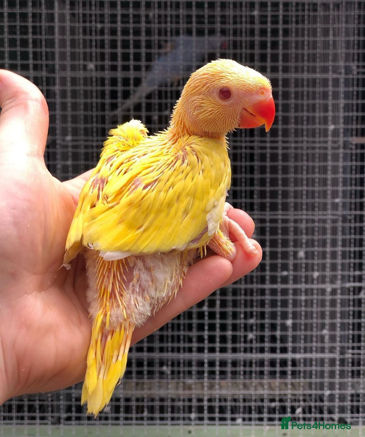 Conures birds for sale: Super tame hand reared ringneck - Advert 4