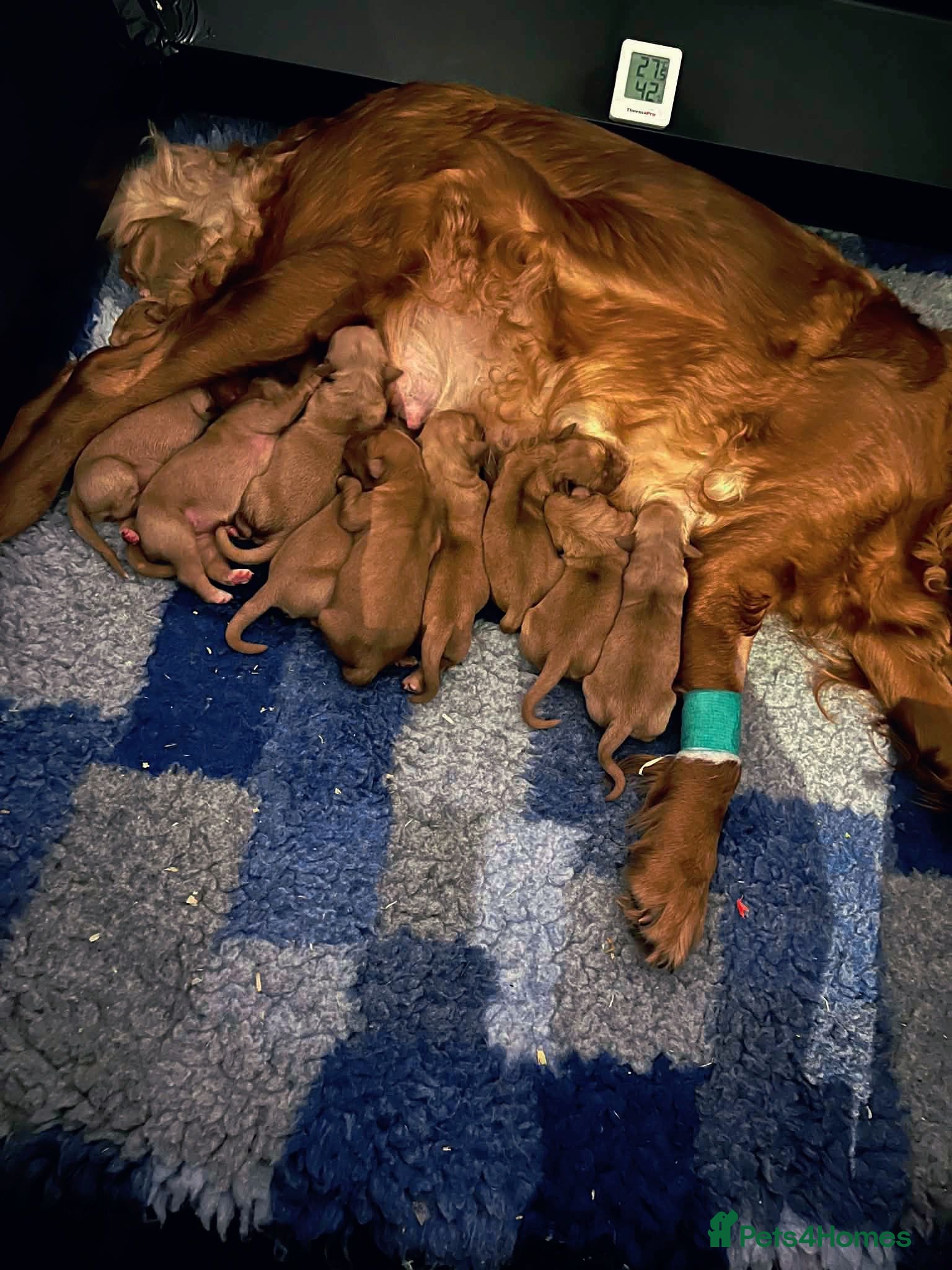 Golden Retriever dogs Low inbreeding coefficient puppies due soon  - Advert 9