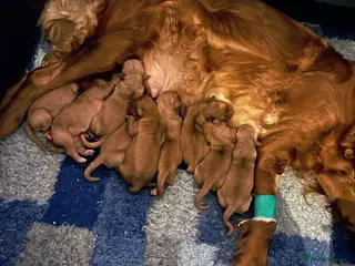 Golden Retriever dogs Low inbreeding coefficient puppies due soon - Advert 9