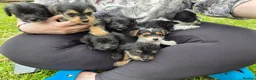 Jackapoo dogs for sale: Jackapoo puppies - Advert 1